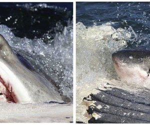 Great Whites Group Together - Gansbaai Daily News